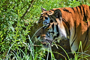tiger portrait photo, Tiger, Big cat, Predator