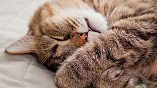 close-up photography of sleeping brown tabby cat