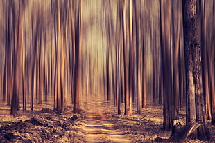 forest tress painting HD wallpaper