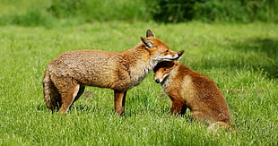 two brown fox HD wallpaper
