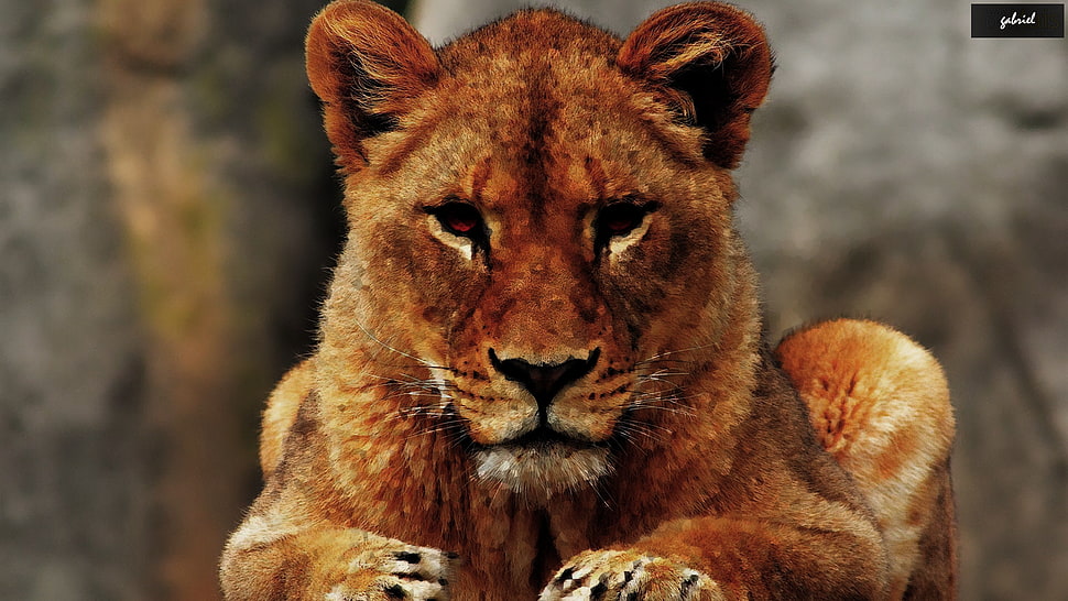 adult brown lioness, lion HD wallpaper