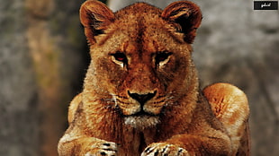adult brown lioness, lion