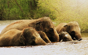 five elephants, nature, animals, elephant
