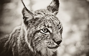 gray and white lynx, animals, monochrome, big cats, cat