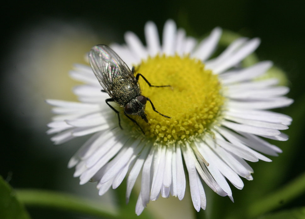 black bee  on white and yellow petal flower HD wallpaper