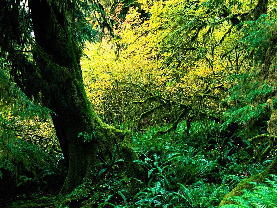 photograph of green leaf tree HD wallpaper