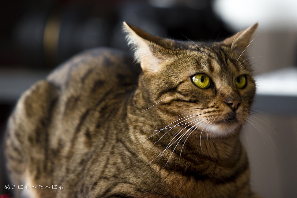 brown and black tabby cat, cat HD wallpaper