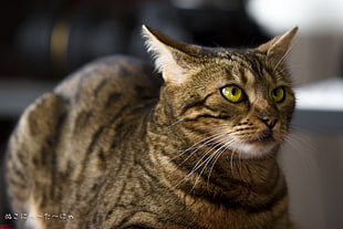 brown and black tabby cat, cat