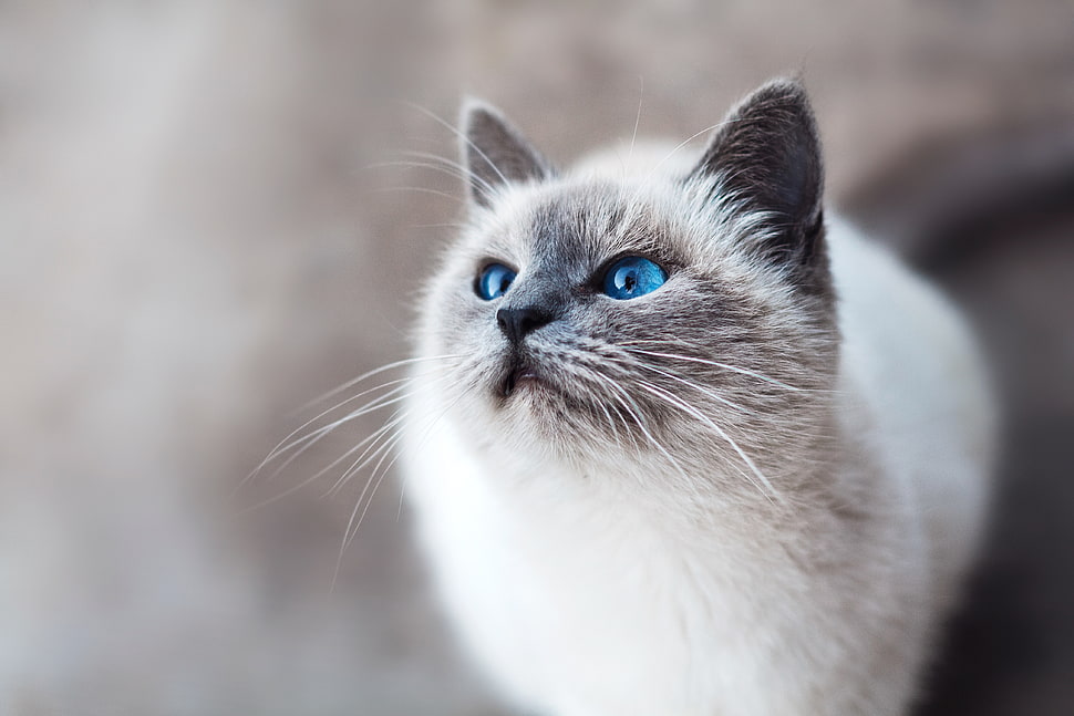 short-coated white cat, Cat, Blue-eyed, Look HD wallpaper