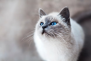 short-coated white cat, Cat, Blue-eyed, Look