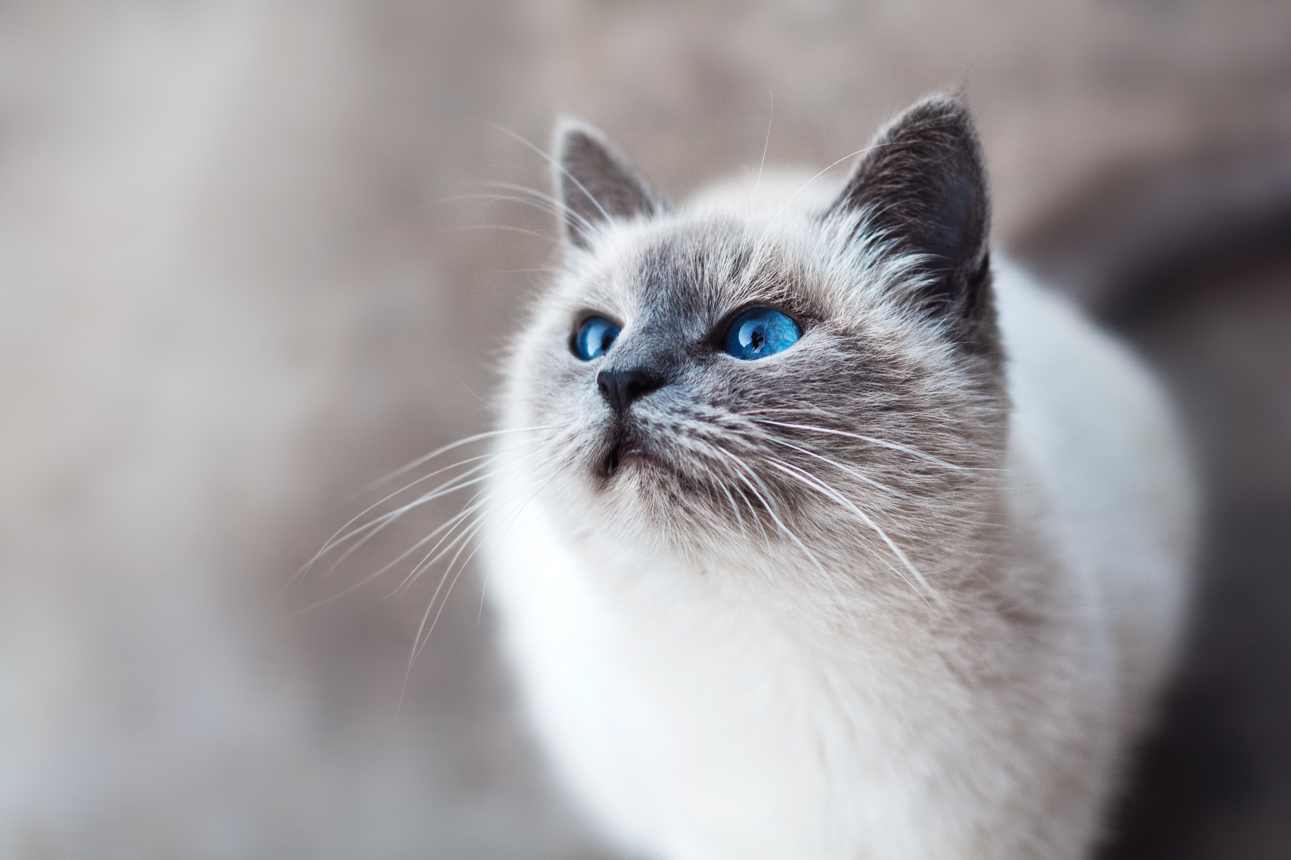 short-coated white cat, Cat, Blue-eyed, Look