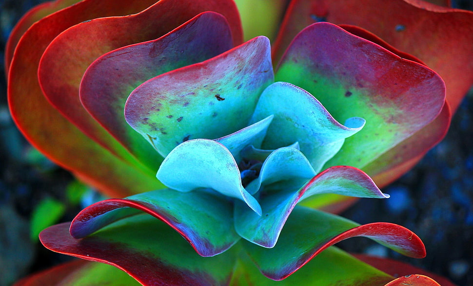 selective focus photography of green and red plant HD wallpaper