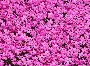 pink Phlox flowers HD wallpaper