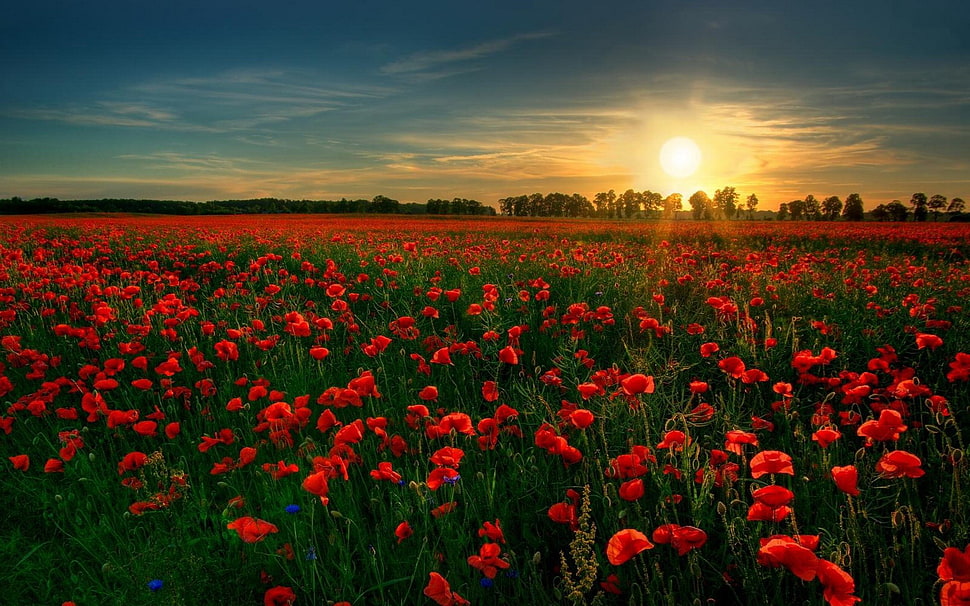 red flower field, poppies, landscape, Sun, flowers HD wallpaper