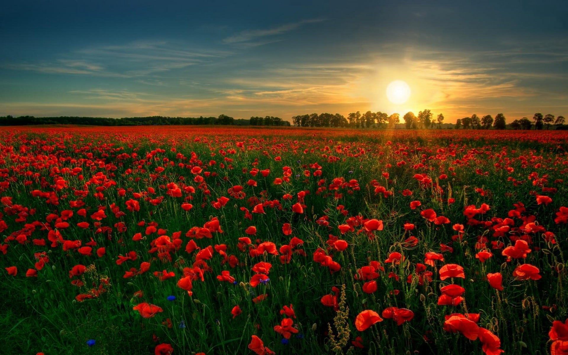 red flower field, poppies, landscape, Sun, flowers