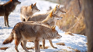 pack of brown wolves HD wallpaper