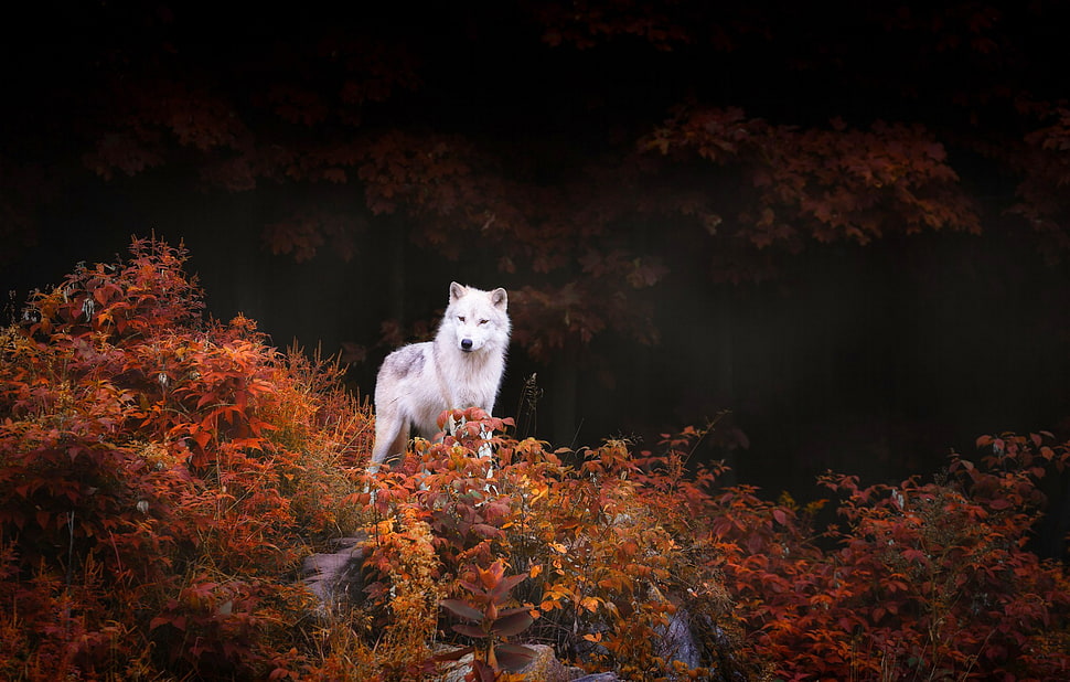 white wolf surrounded by brown leaf plants HD wallpaper