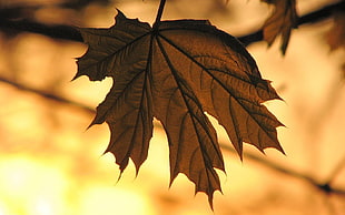macro photography of maple leaf