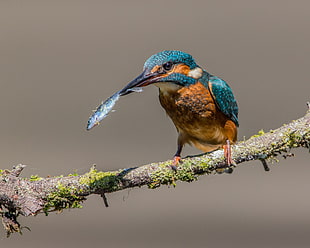 green and brown bird with fish, kingfisher, stickleback