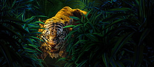 selective focus photography of tiger HD wallpaper