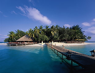 brown wooden dock, nature, landscape, tropical, resort