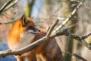fox beside tree branch during daytime