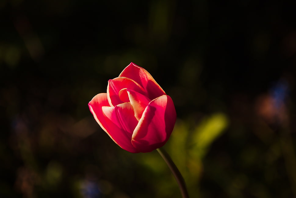 selected focus photo of a red rose HD wallpaper