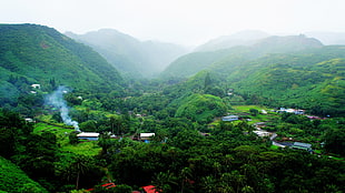 green mountains, Hawaii, Maui, tropical forest, tropics HD wallpaper