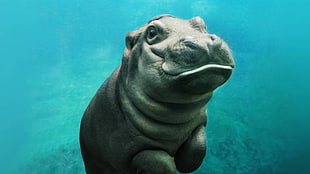 gray hippopotamus, animals, hippos, baby animals, mammals HD wallpaper