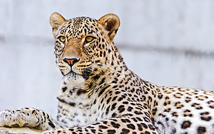 wildlife photography of leopard