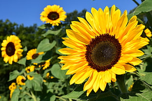 close up photo of Sunflower plant