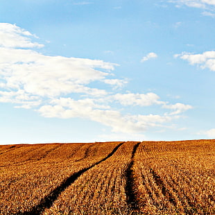 brown field and blue sky with white clouds during daytime