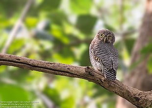 brown and white Owl perching on tree, jungle owlet, glaucidium radiatum HD wallpaper