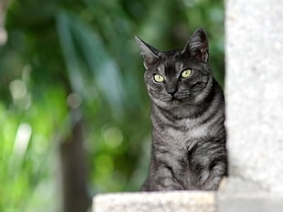 black and gray cat leaning on wall