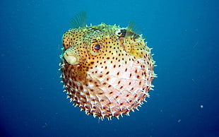 brown puffer fish underwater photography