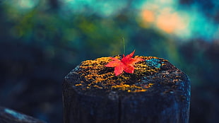 close-up photography of red maple leaf