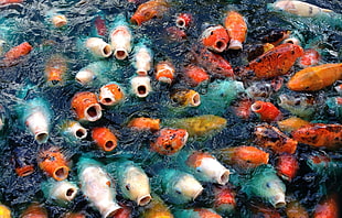 school of fish digital wallpaper, animals, carp, fish, koi
