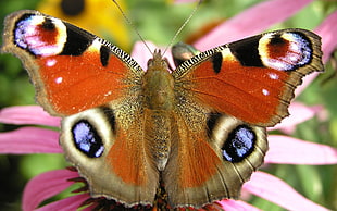 selective focus photography of butterfly on pink petal flower