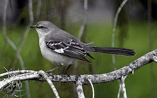 selective focus photo of a gray and white bird, mockingbird