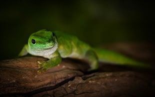 selective focus photography of green lizard