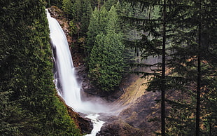 waterfall beside green-leaved pine trees during daytime