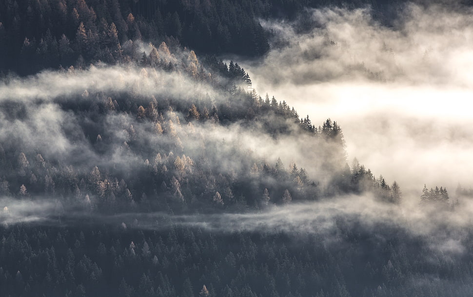 forest and fog, forest, mist, clouds, trees HD wallpaper