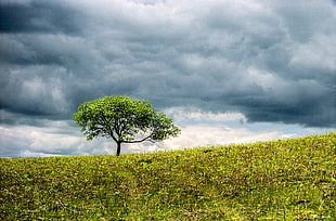 green leaves tree standing on green grass field