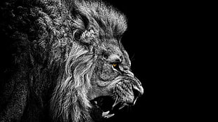 adult lion illustration