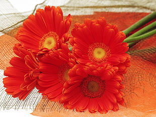 red Gerbera flowers on orange table HD wallpaper