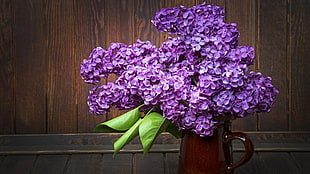purple petaled flowers, nature, flowers