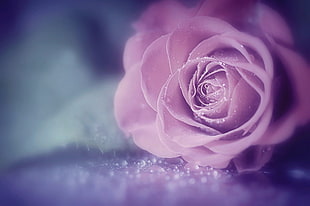 pink rose, flowers