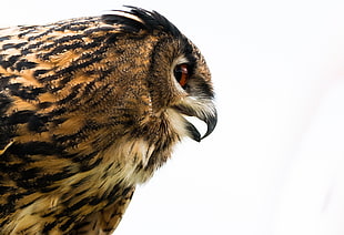 brown and black eurosian eagle owl with white background