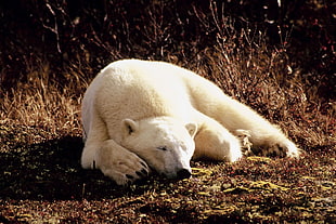 Polar bear lying on field HD wallpaper