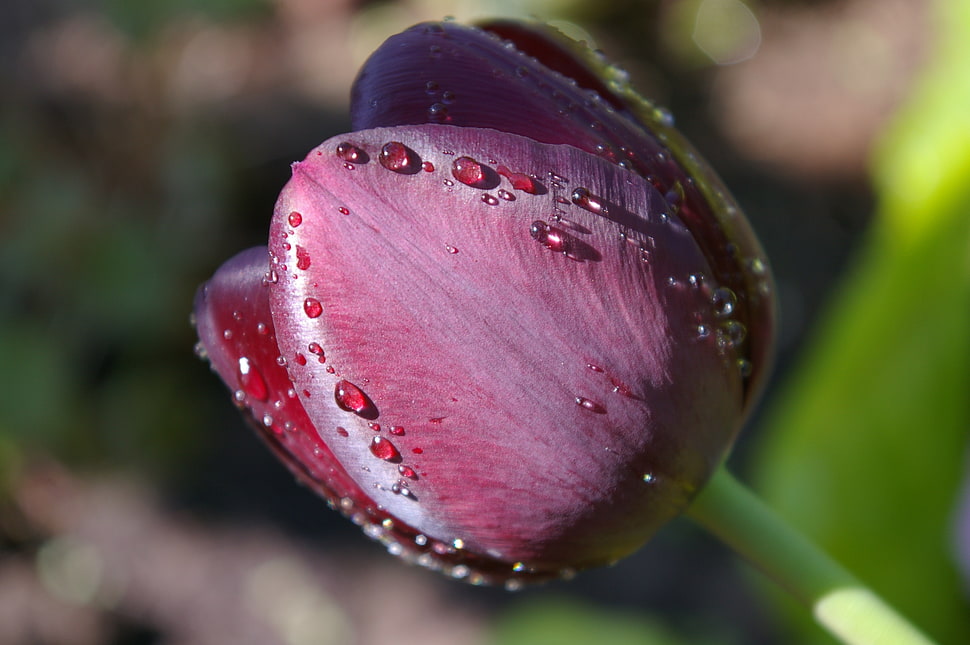 close-up photography of water dew on blooming red Tulip flower HD wallpaper